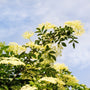 Johns Elderberry growing in a sunny landscape with vigorous upright form, lush green foliage, and large flower structure
