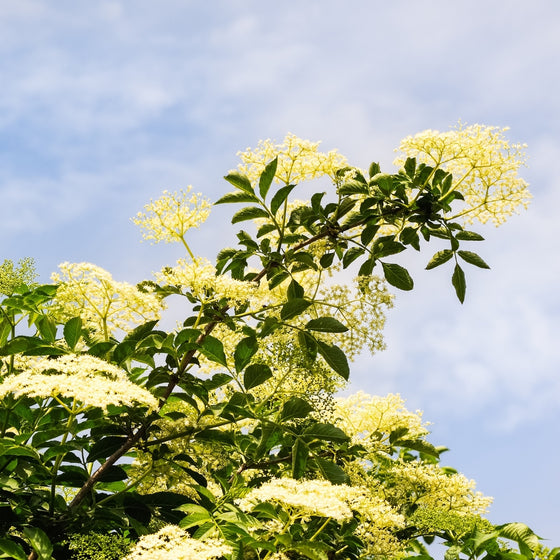 Johns Elderberry growing in a sunny landscape with vigorous upright form, lush green foliage, and large flower structure