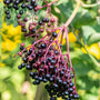 Johns Elderberry planted in a mixed native border with perennials and shrubs, adding edible fruit and wildlife value