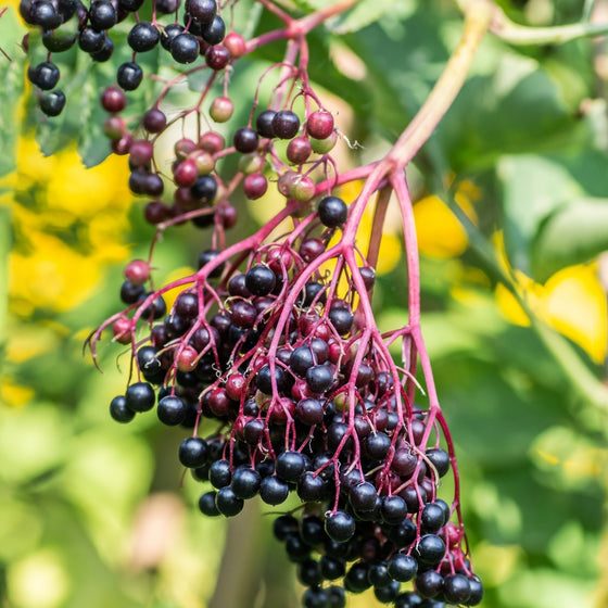 Johns Elderberry planted in a mixed native border with perennials and shrubs, adding edible fruit and wildlife value