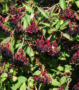 Johns Elderberry