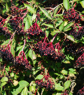 Johns Elderberry