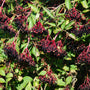 Johns Elderberry planted in a mixed native border with perennials and shrubs, adding edible fruit and wildlife value