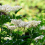 Close-up of Johns Elderberry flower clusters showing flat white blooms against fresh green foliage in late spring