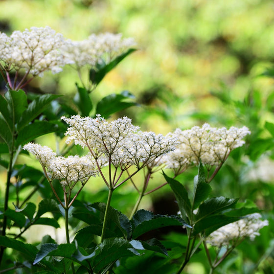 Close-up of Johns Elderberry flower clusters showing flat white blooms against fresh green foliage in late spring