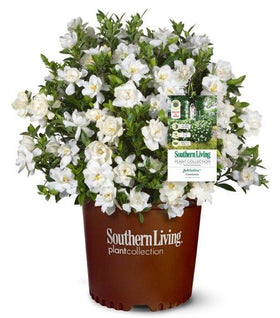 Jubilation Gardenia
