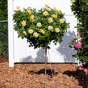 butter yellow blooming julia child floribunda rose tree in a sunny mulched landscape
