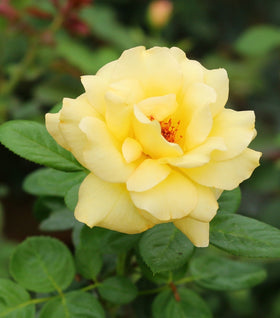 Julia Child Rose