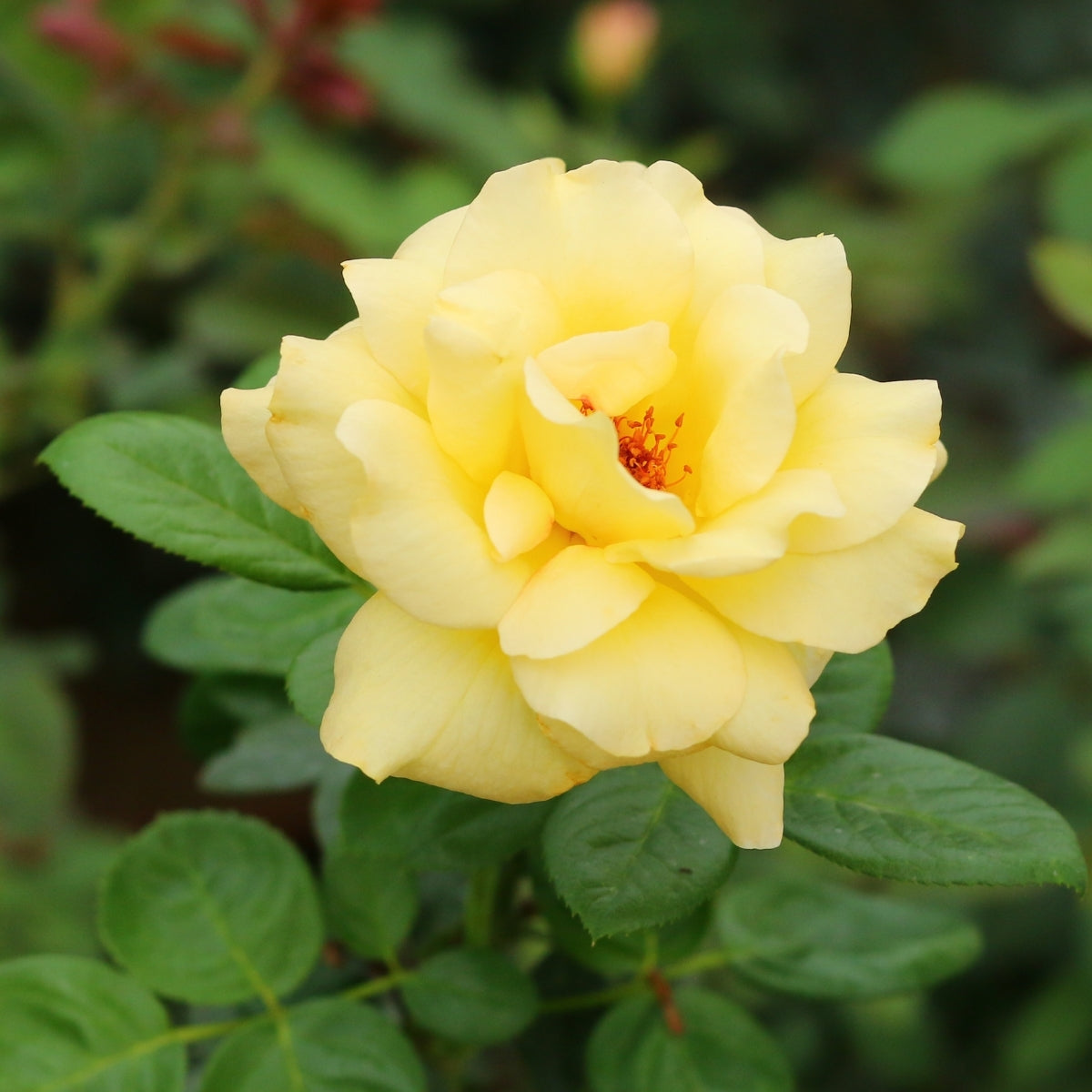 Julia Child Rose for Sale | Butter Yellow Floribunda, Fragrant