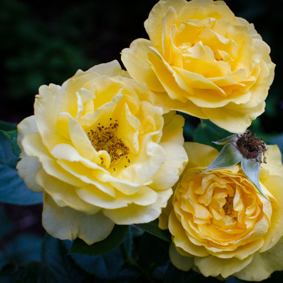 Three yellow Julia Child roses against the dark green leaves