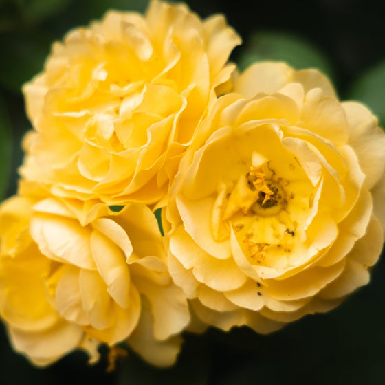 Close-up of Julia Child floribunda rose showing buttery yellow petals in a full double bloom with a strong licorice-sweet fragrance
