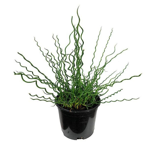 Juncus Big Twister