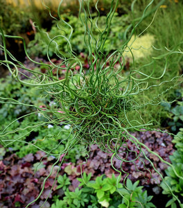 Big Twister Juncus