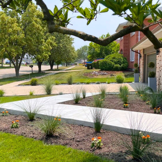 blue arrow juncus planted in mass along paved white pathway