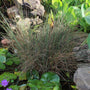 Close-up of Juncus inflexus Blue Arrows blue-green upright rush stems growing in a small decorative pond