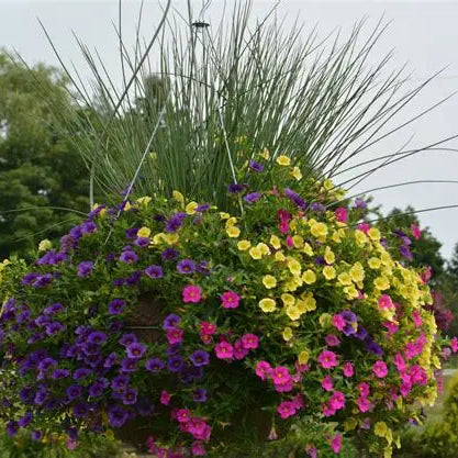 Blue Arrows Hard Rush growing in a patio container with trailing companion plants
