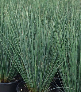 Juncus Blue Arrow