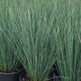 juncus blue dart indoor and outdoor plant grass blue foliage