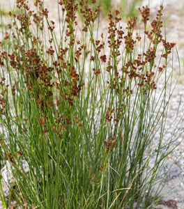 Juncus effusus