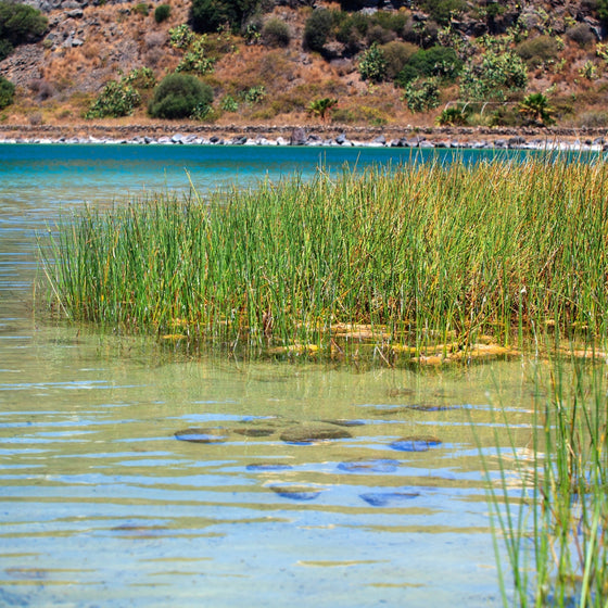 juncus growing in mass along a pond's edge