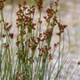 close up view of juncus effusus plant
