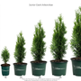 Junior Giant Size Chart