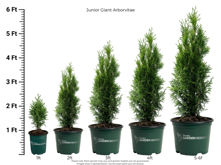 Junior Giant Size Chart