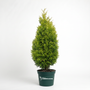 A 3 Gallon Pot of Junior Giant Arborvitae with lush evergreen foliage