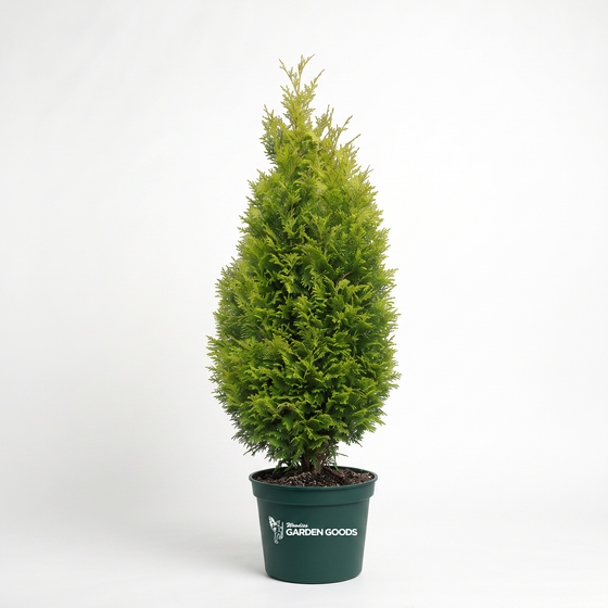 A 3 Gallon Pot of Junior Giant Arborvitae with lush evergreen foliage