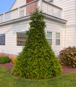 Junior Giant Arborvitae