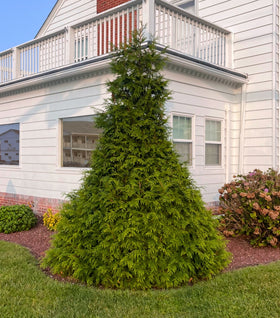 Junior Giant Arborvitae