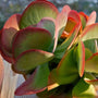 Kalanchoe Paddle Plant succulent green and red leaves