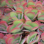 Kalancho Flapjack Paddle Plant succulent with light green leaves and pop of red