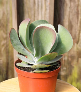 Kalanchoe Flapjack