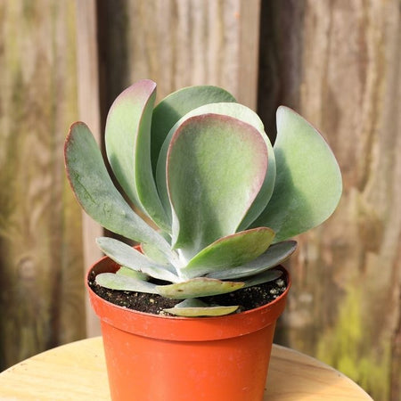 Kalanchoe Flapjack Plants for Sale