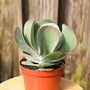 Kalancho Flapjack succulent with green and red leaves planted outside in the yard