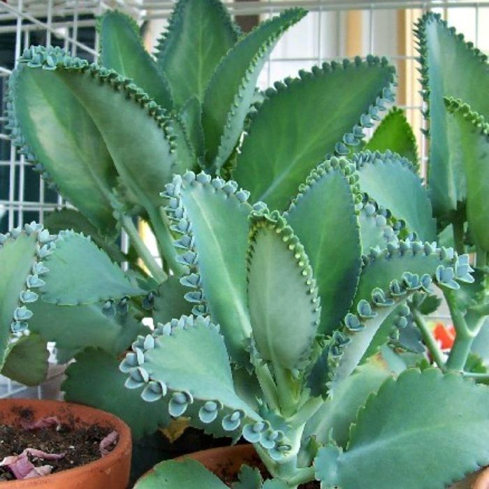 Kalanchoe Mother of Thousands