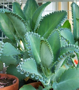 Kalanchoe Mother of Thousands