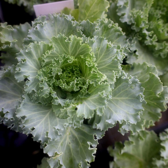 kamome white flowering kale october