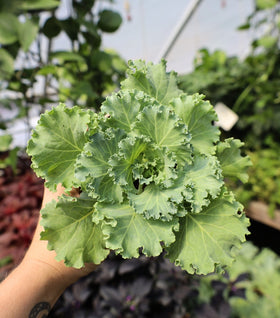 Kale Kamome White