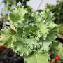 close up of kamome kale