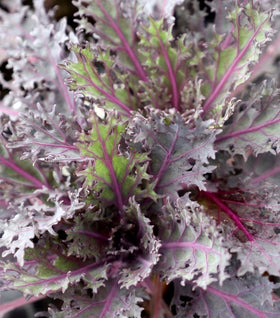 Kale Peacock Red