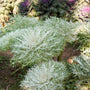 Peacock White Flowering Kale in the Landscape