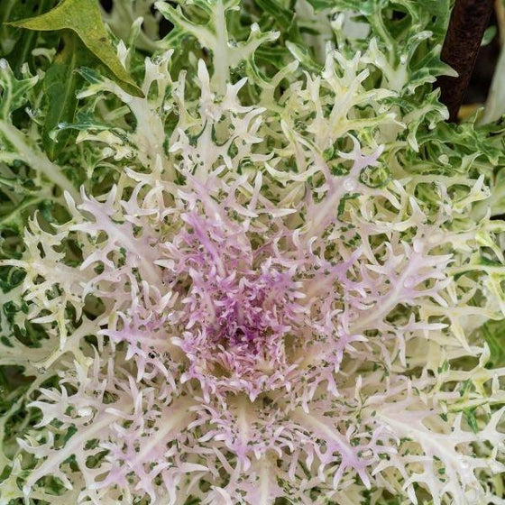 pink white and green peacock white kale fall annual