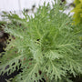 Peacock White Flowering Kale 