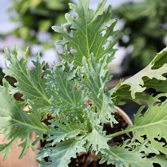 peacock white ornamental kale