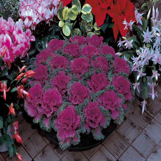 Kamome Red Ornamental Kale en masse