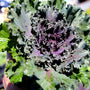 kamome red kale close up