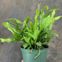 kangaroo paw fern with green fronds