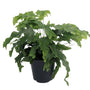 Microsorum diversifolium houseplant in black pot